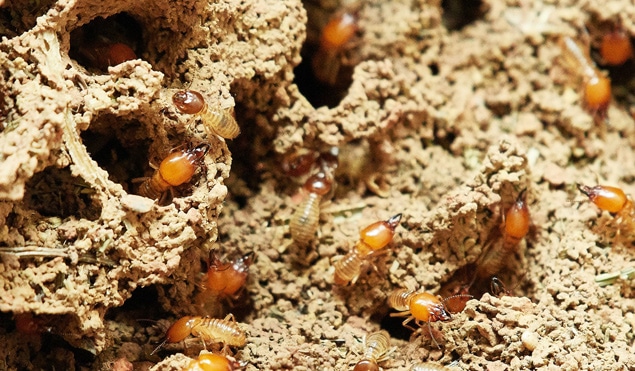 ants vs termites twin cities building and pest inspections