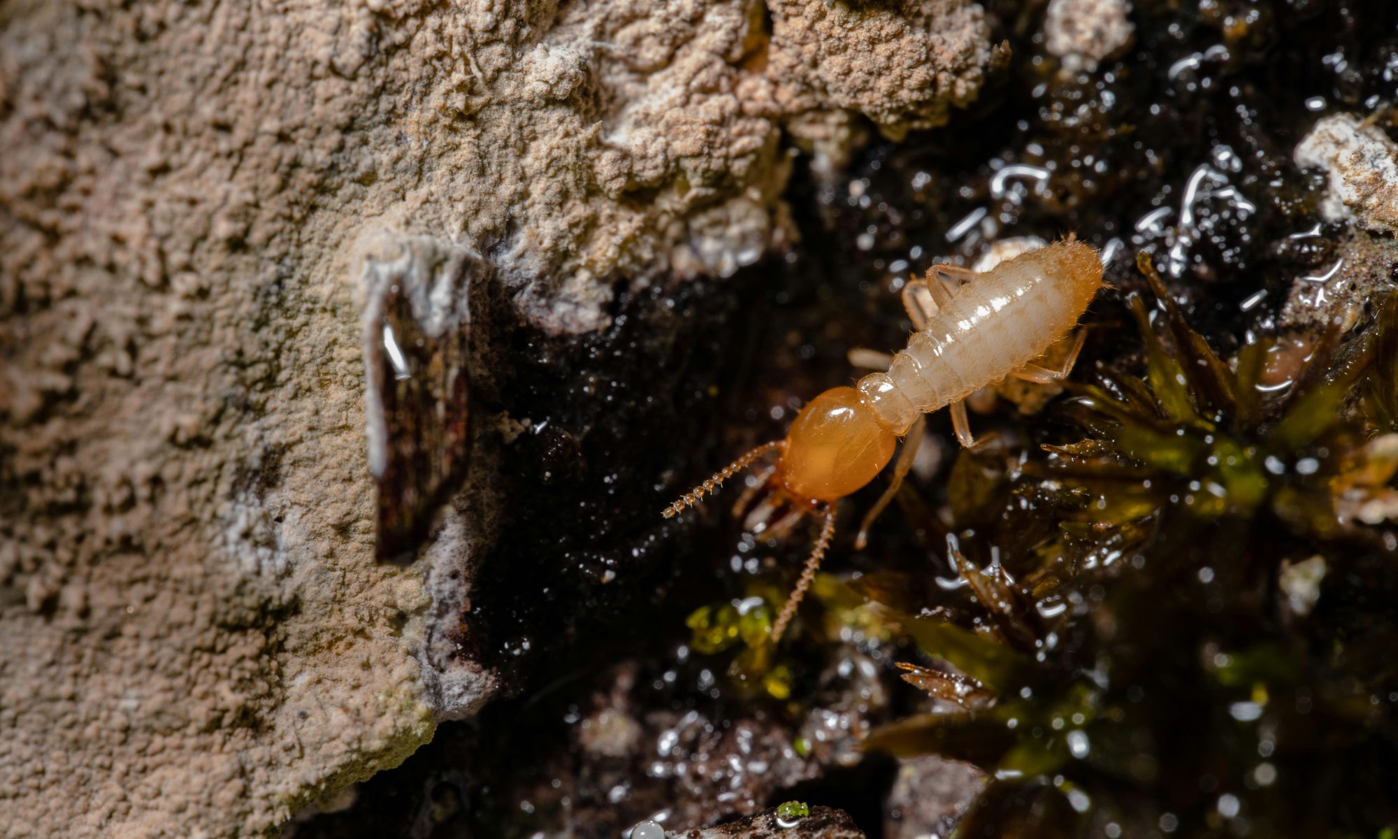 A zoomed in shot of a termite.