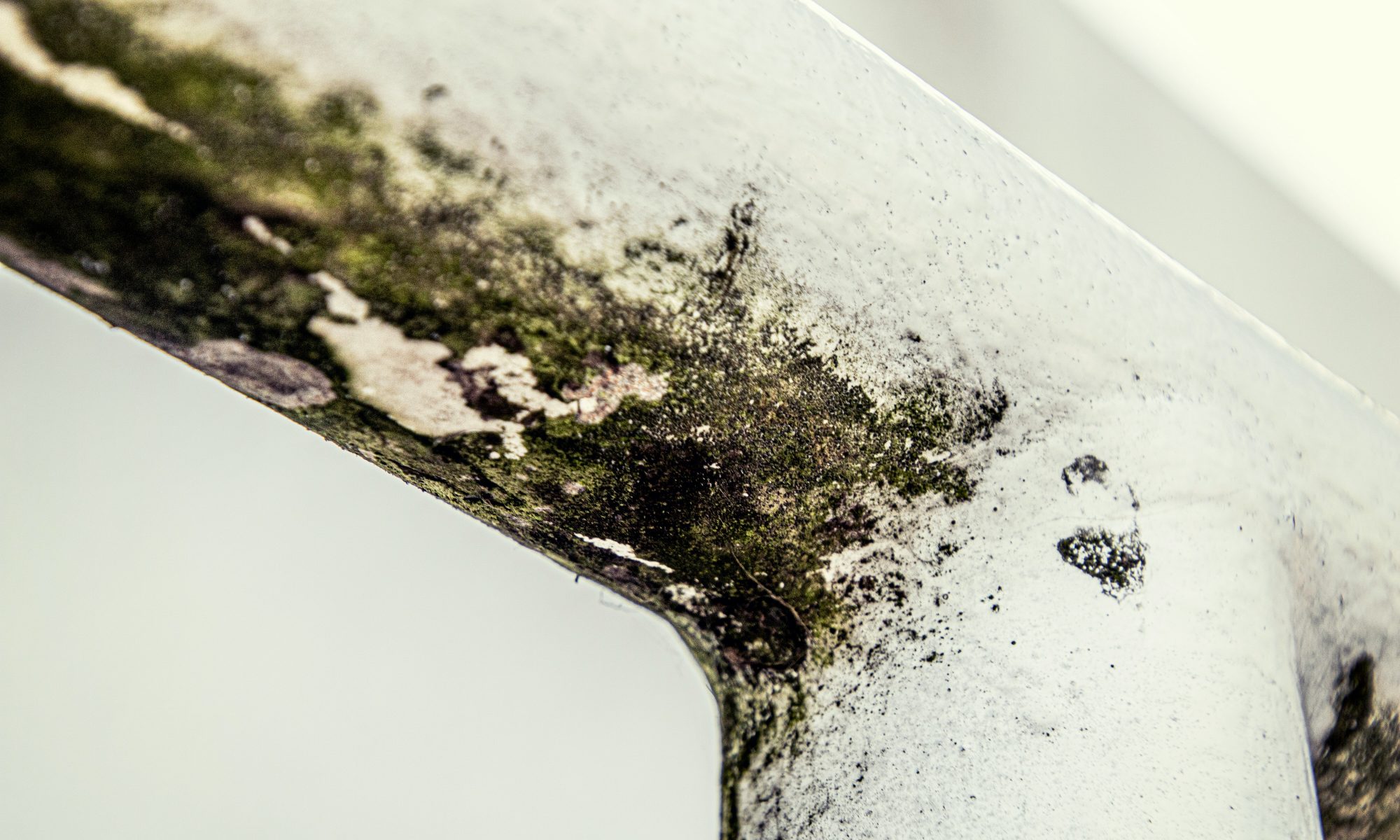 Mould growing on a metal beam.