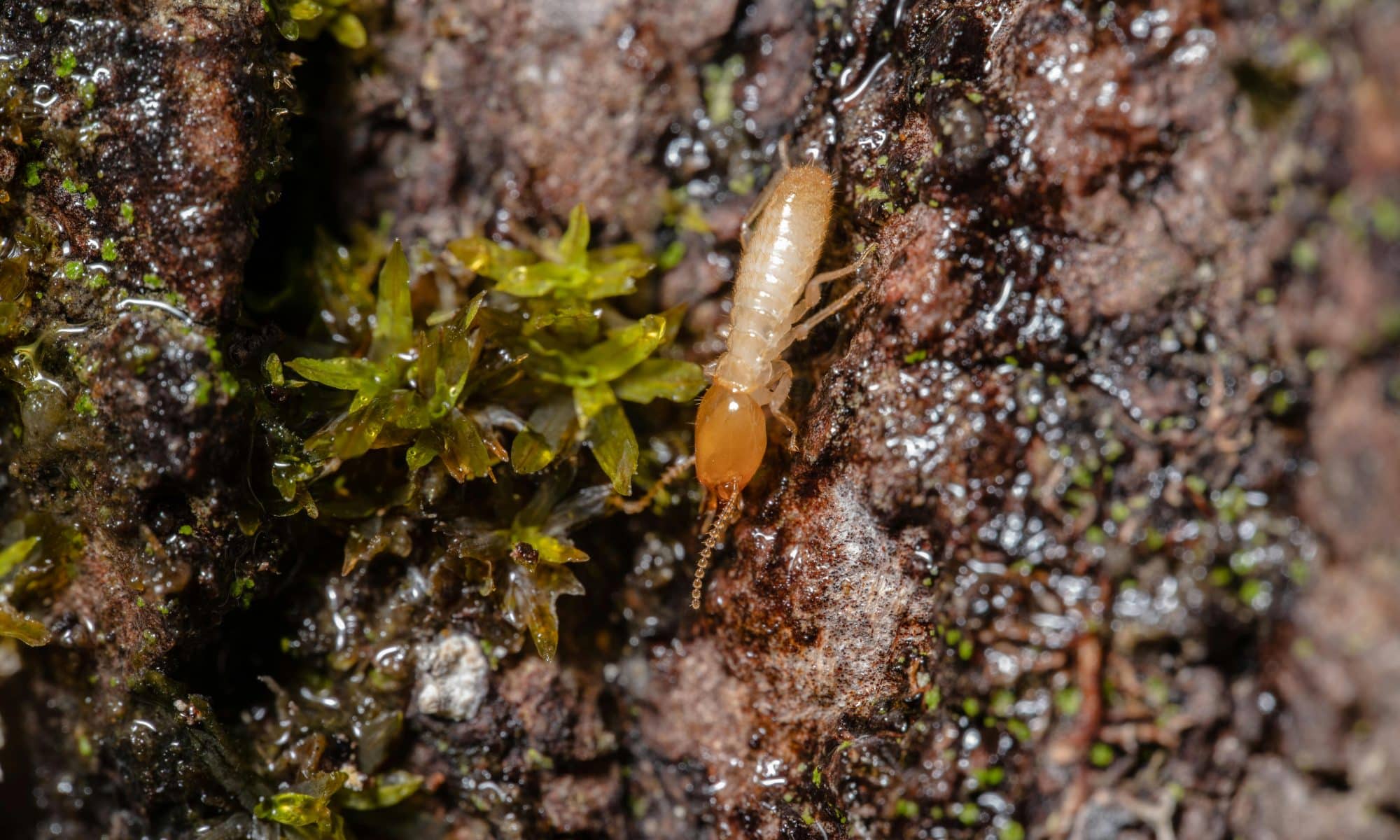 Close up image of a termite.
