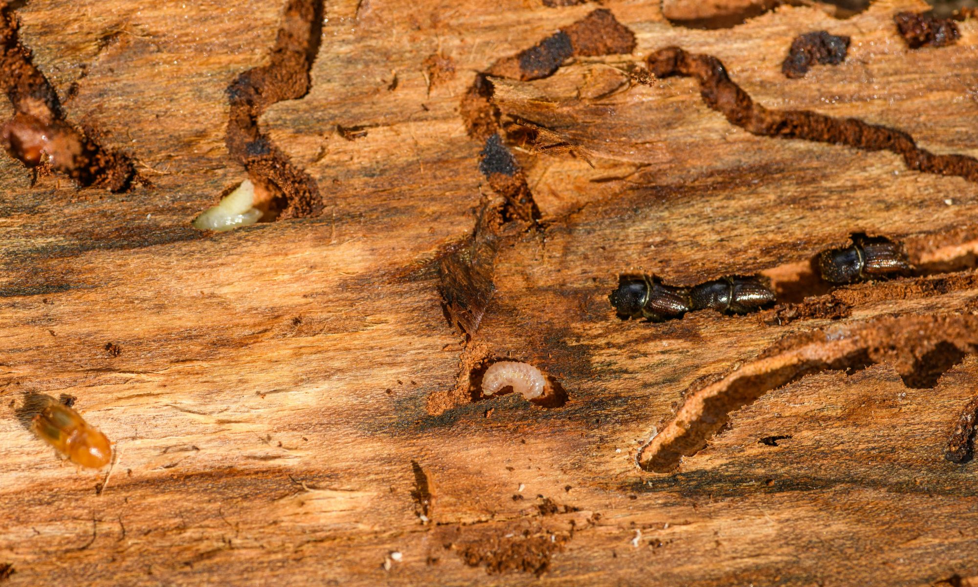 Termites.